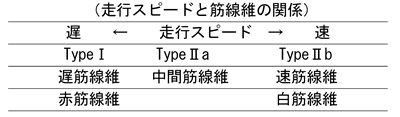 中間筋線維　【 fast twitch oxdative glycolytic muscle fiber 】