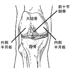 半月板　【 meniscus 】