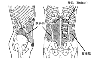 腹筋群　【 abdominal muscle 】